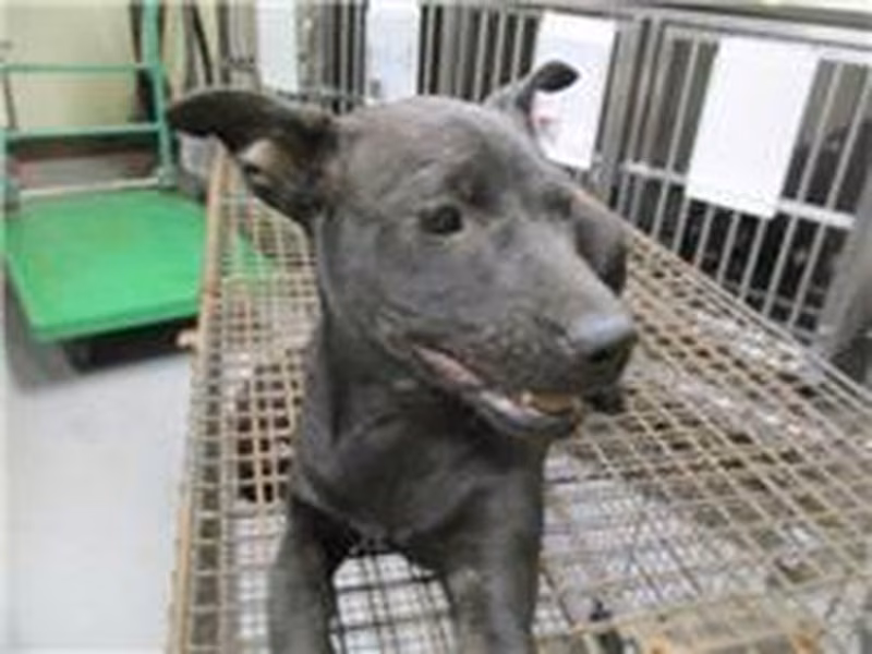 Black adult female mixed-breed dog, Small, shelter no. …7012