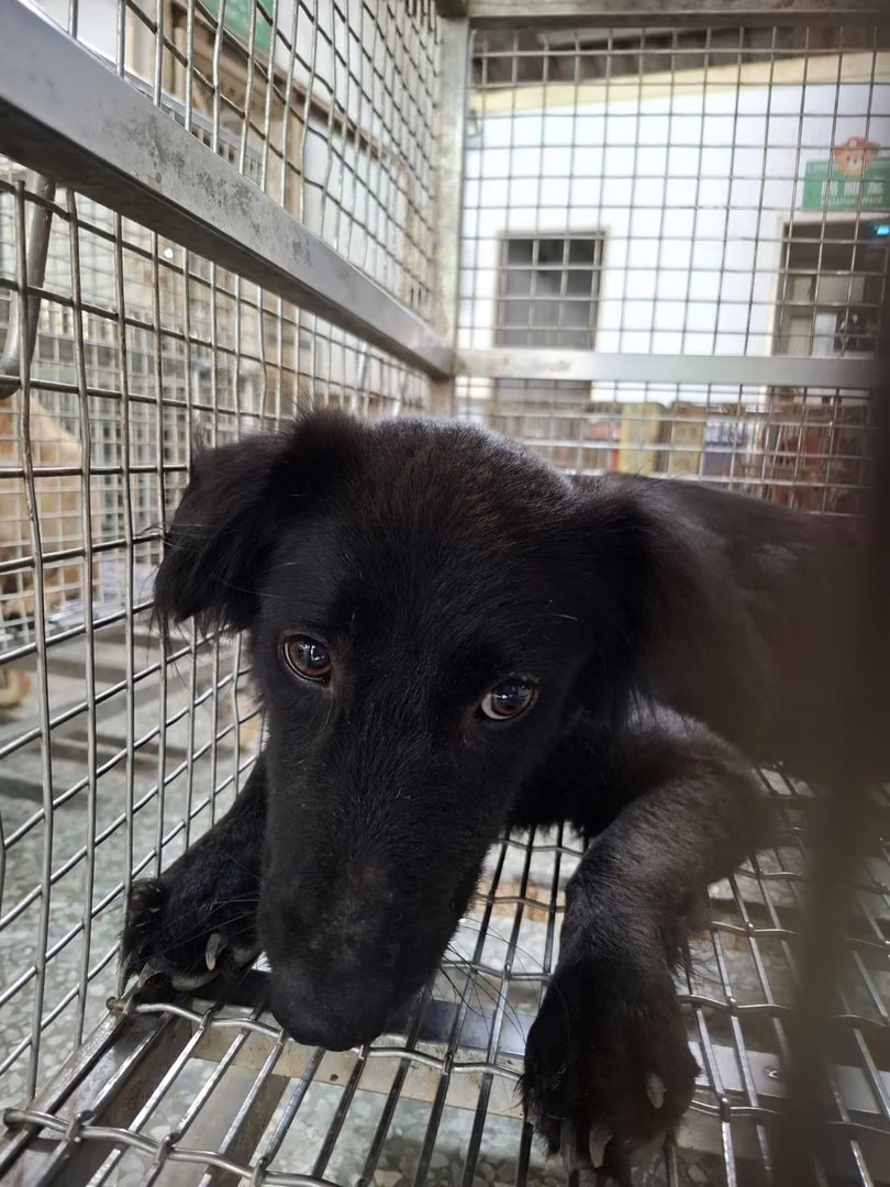 ミックス犬（メス・成犬・黒）、中型, 施設番号 …1-02