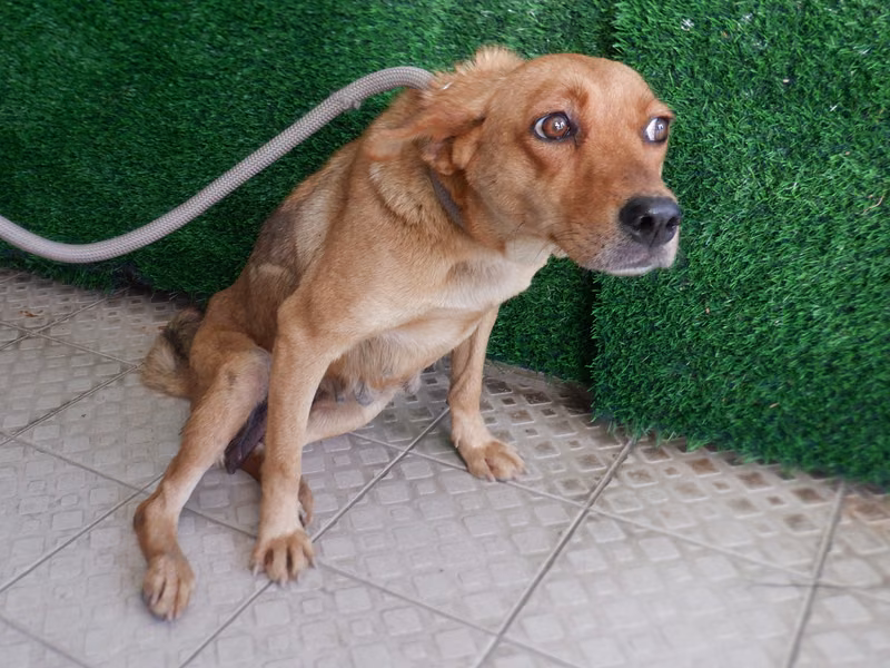 Tan adult female mixed-breed dog, Medium, shelter no. …1626