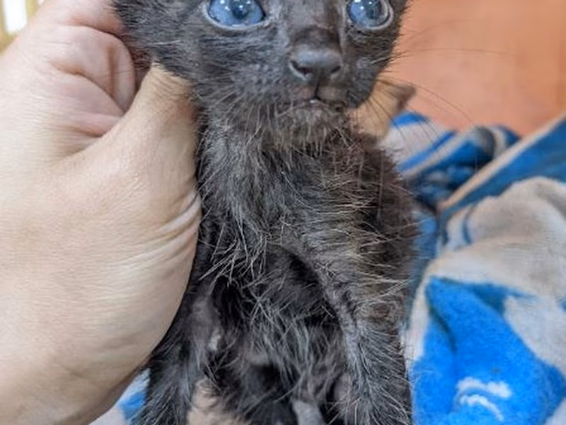 Black young male mixed-breed cat, Small, shelter no. …1005