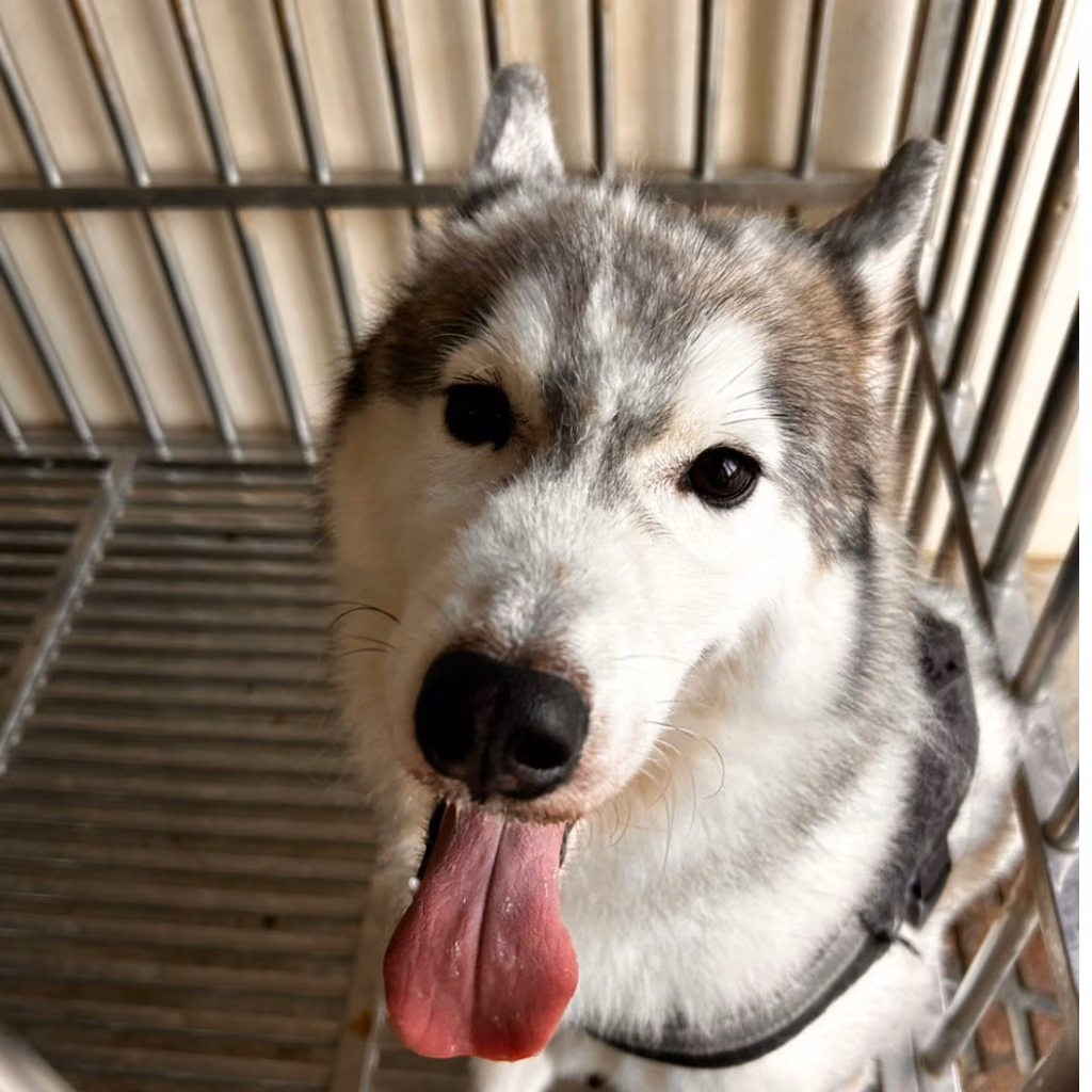 Black-and-white adult male Siberian Husky, Large, shelter no. …8006
