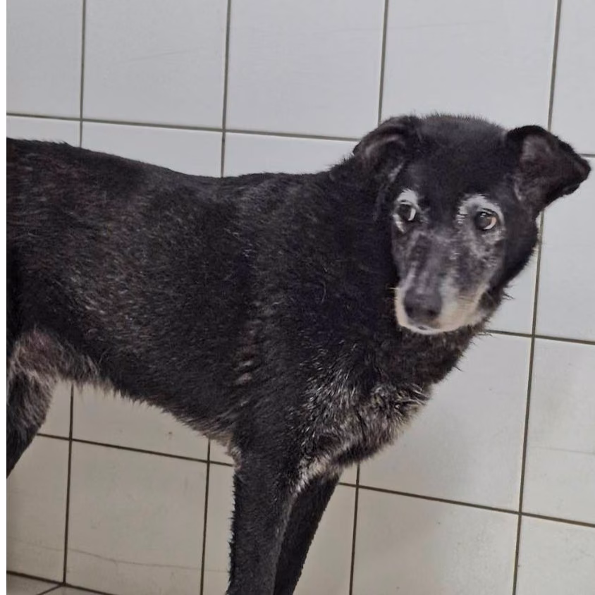 Black adult female mixed-breed dog, Medium, shelter no. …1003