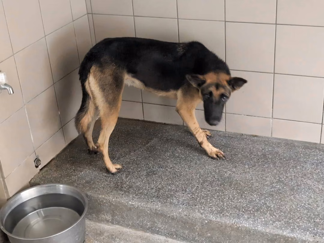 Black adult female mixed-breed dog, Large, shelter no. …2006