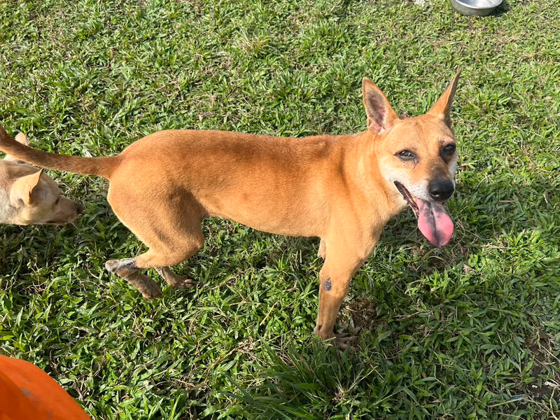Tan adult female mixed-breed dog, Medium, shelter no. …1603
