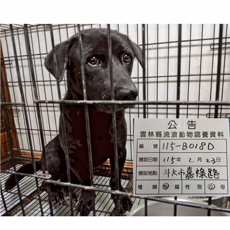 Black adult male mixed-breed dog, Large, shelter no. …018D