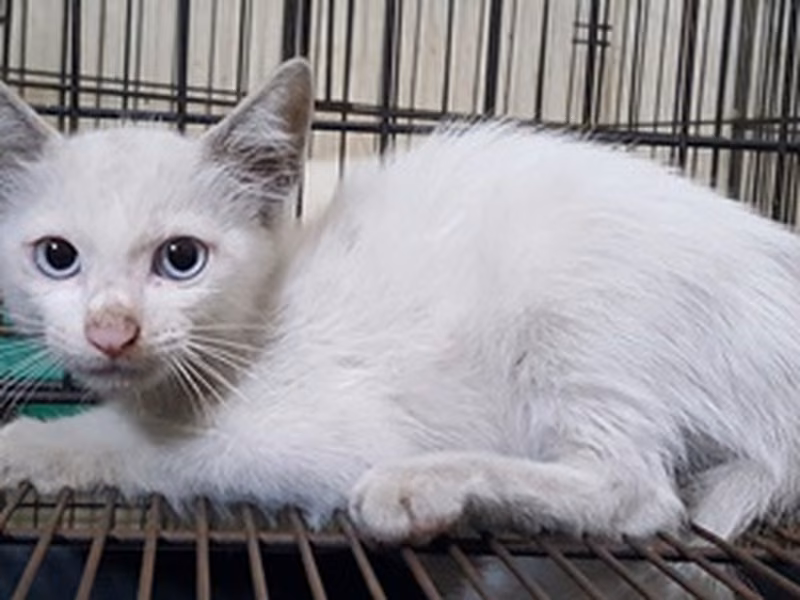 White young male mixed-breed cat, Small, shelter no. …0021