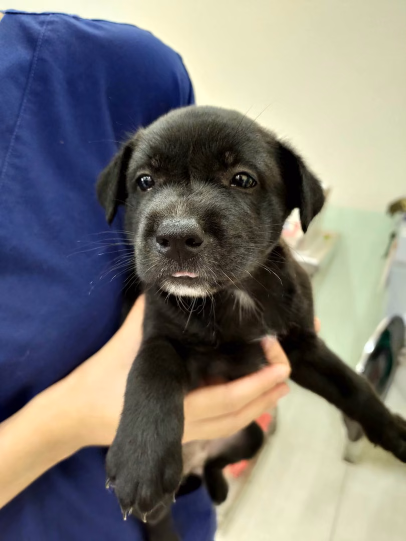Black young female mixed-breed dog, Small, shelter no. …3D03