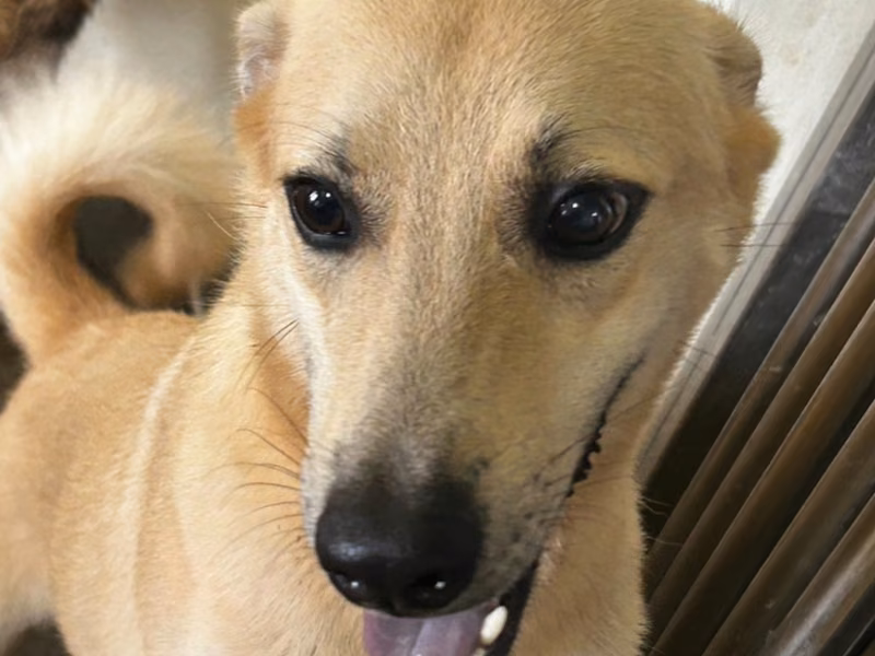Tan adult female mixed-breed dog, Medium, shelter no. …7007