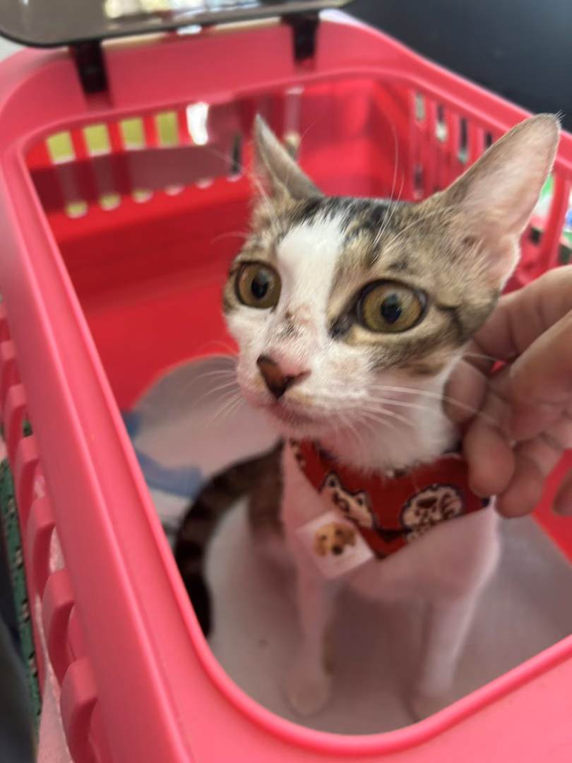 Tabby-and-white adult female mixed-breed cat, Medium, shelter no. …7006