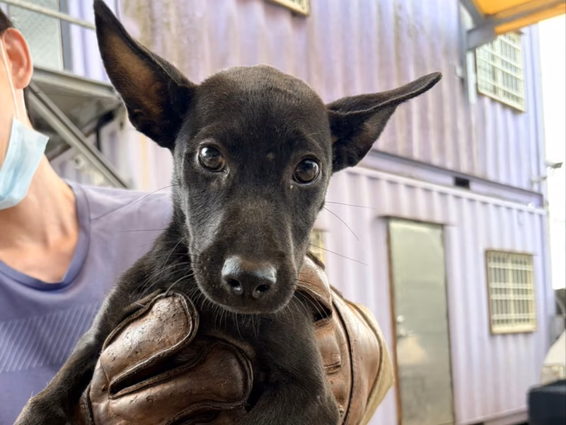Black young female mixed-breed dog, Small, shelter no. …5004