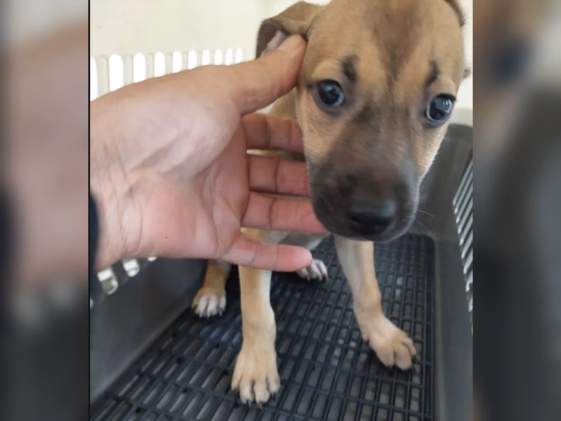 Tan adult female mixed-breed dog, Medium, shelter no. …3004
