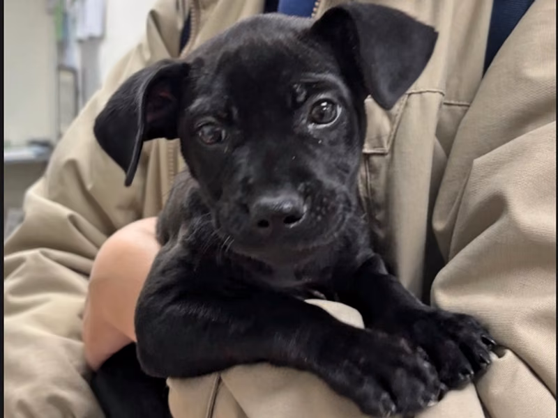 Black adult female mixed-breed dog, Medium, shelter no. …6002