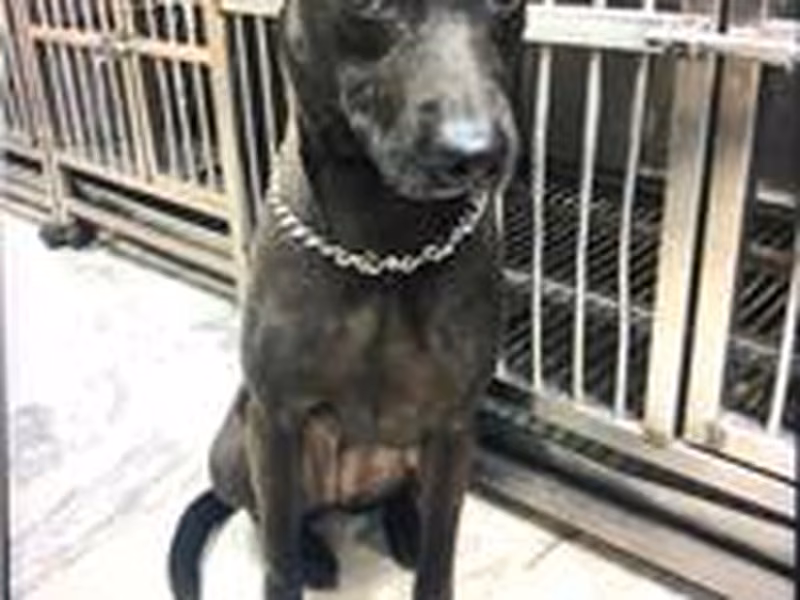 Tabby adult female mixed-breed dog, Medium, shelter no. …1002
