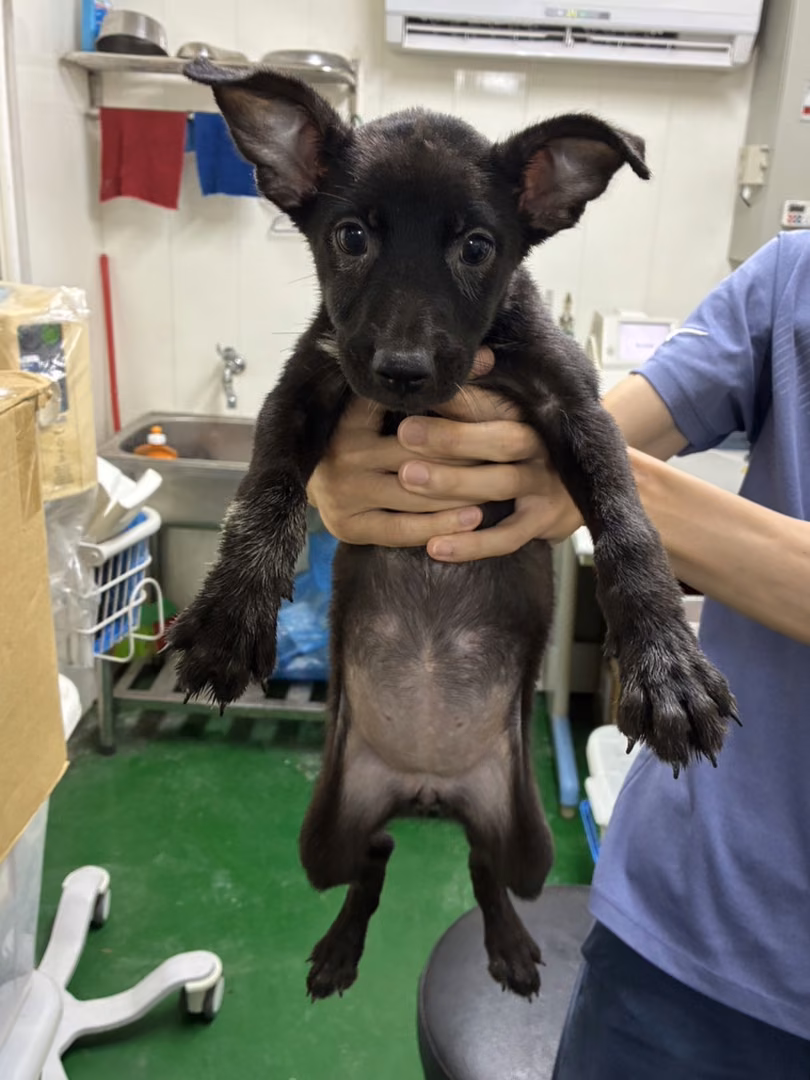 Black young female mixed-breed dog, Small, shelter no. …5002