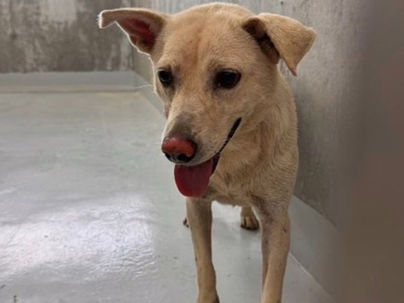 White adult female mixed-breed dog, Large, shelter no. …3001