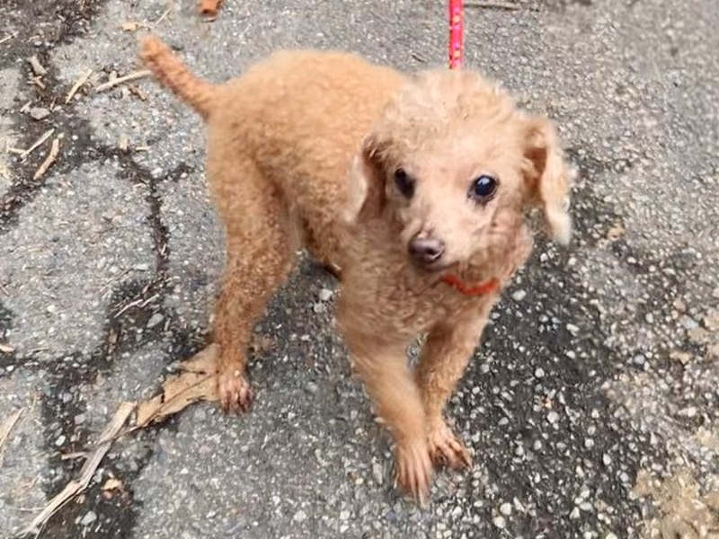 miniature poodle (Babae, Matanda na, kayumanggi), Maliit, blg. ng shelter …7001