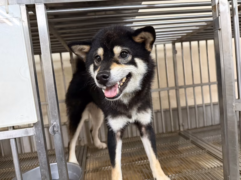 柴犬(メス・成犬・黒と白)、小型, 施設番号 …7003