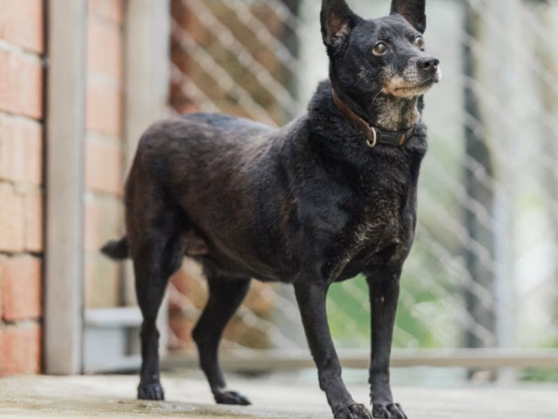 Black adult female mixed-breed dog, Medium, shelter no. …2001