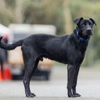 Black adult male mixed-breed dog, Medium, shelter no. …1305