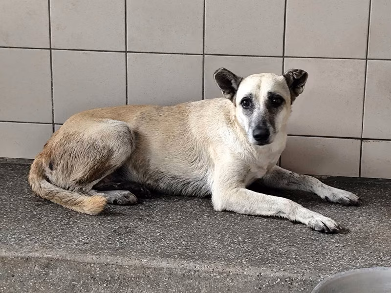 ミックス犬(メス・成犬・茶)、大型, 施設番号 …1303