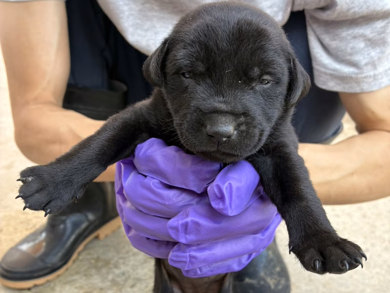 Black young female mixed-breed dog, Small, shelter no. …6014