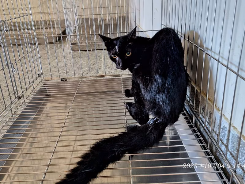 Black adult male mixed-breed cat, Small, shelter no. …4001