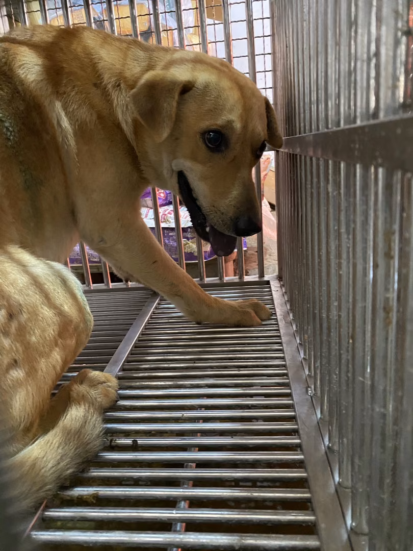 Tan adult male mixed-breed dog, Medium, shelter no. …1-02