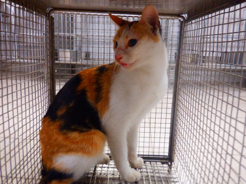Calico adult female mixed-breed cat, Small, shelter no. …15C2