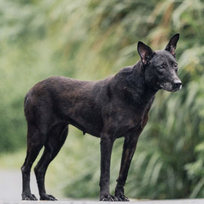 Black adult female mixed-breed dog, Large, shelter no. …0001