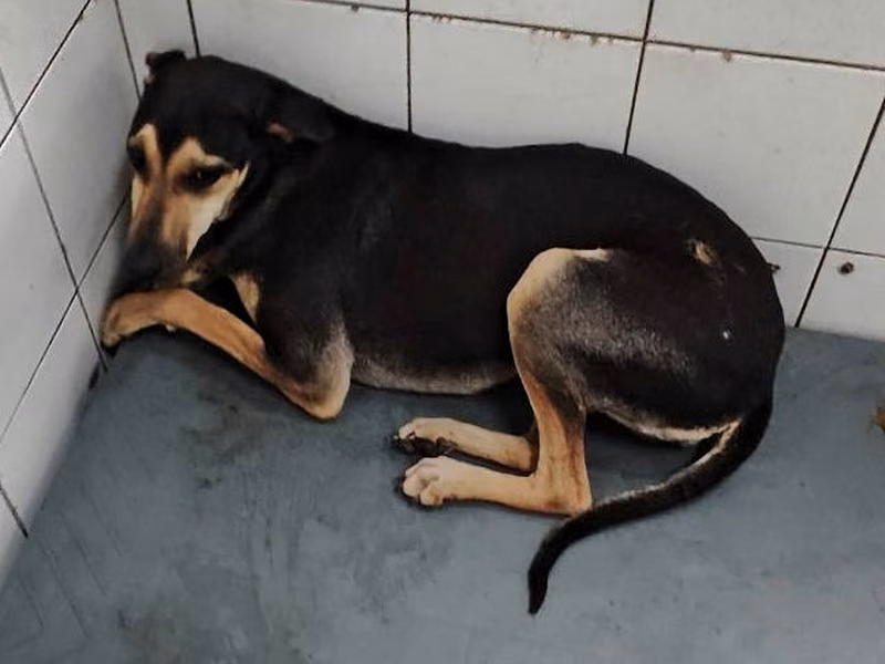 Black adult female mixed-breed dog, Medium, shelter no. …25-1