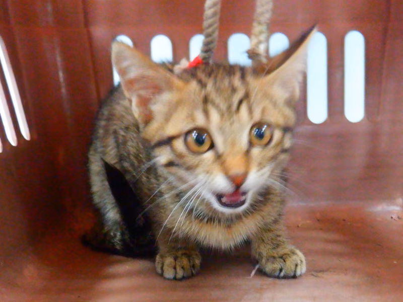 Tabby young male mixed-breed cat, Small, shelter no. …07C3