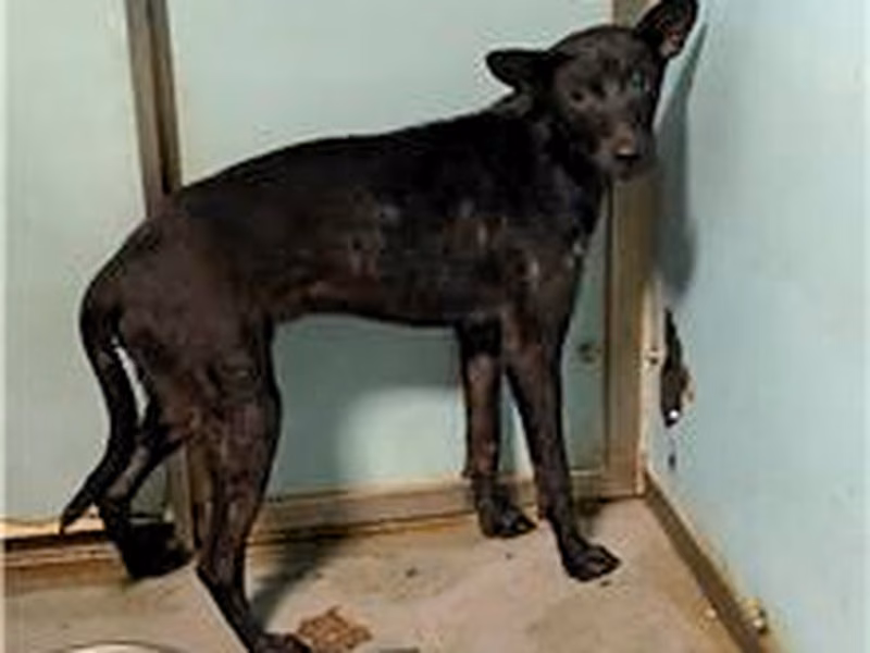 Black adult male mixed-breed dog, Medium, shelter no. …2004