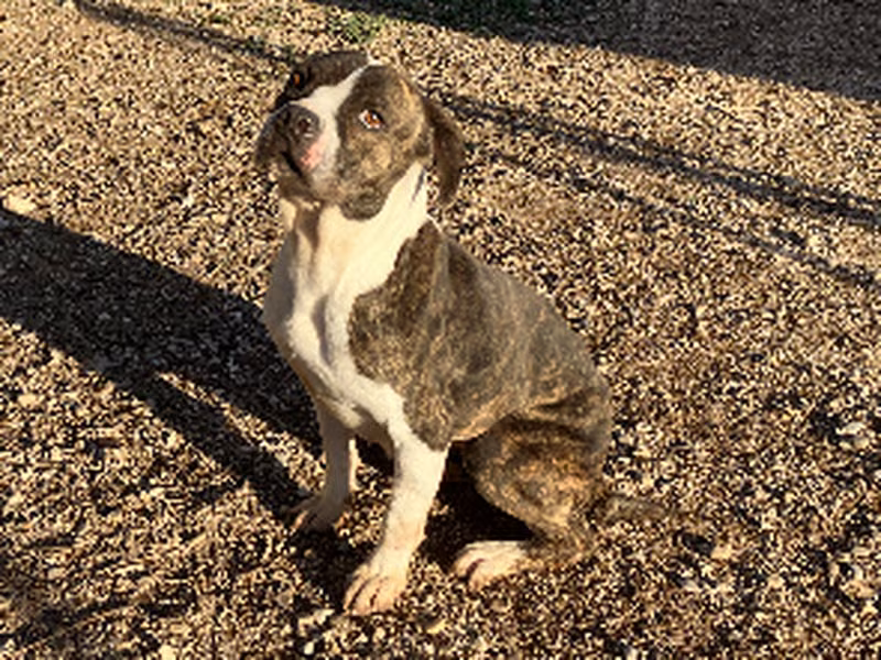 July, Adult · Female · American Staffordshire Terrier