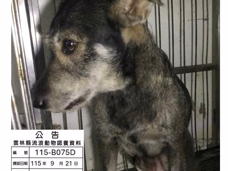 Black-and-gray adult male mixed-breed dog, Large, shelter no. …075D