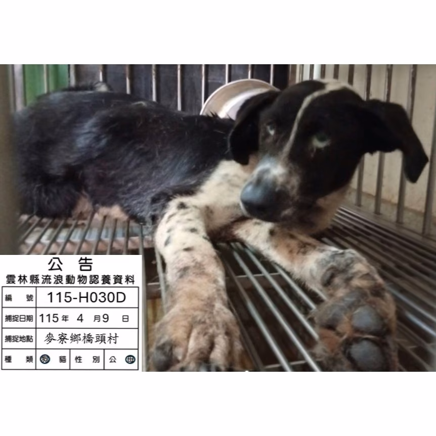 Black-and-white adult female mixed-breed dog, Medium, shelter no. …030D