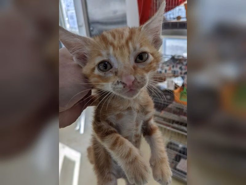 Orange tabby young male mixed-breed cat, Small, shelter no. …1009