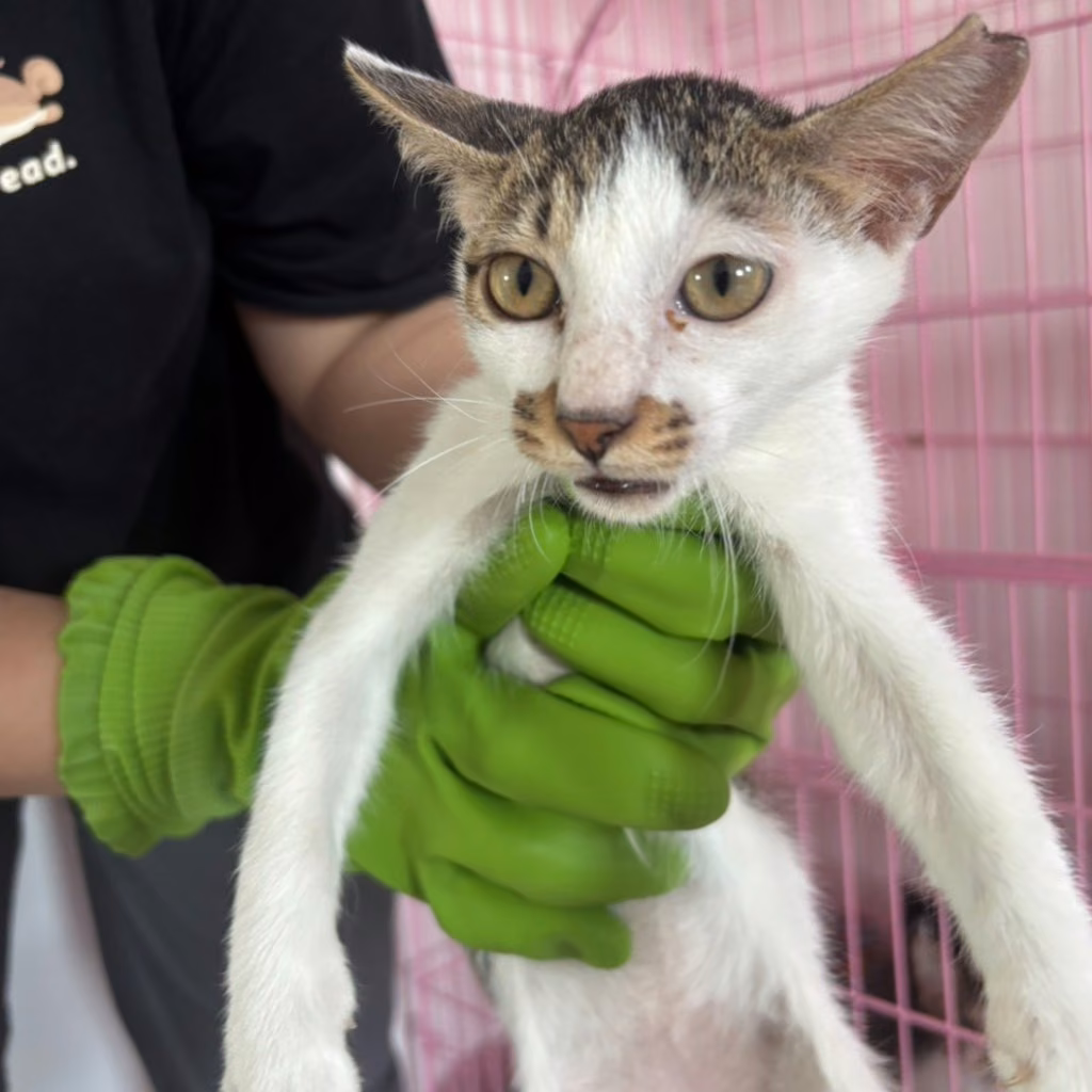 Tabby-and-white young female mixed-breed cat, Small, shelter no. …8-07