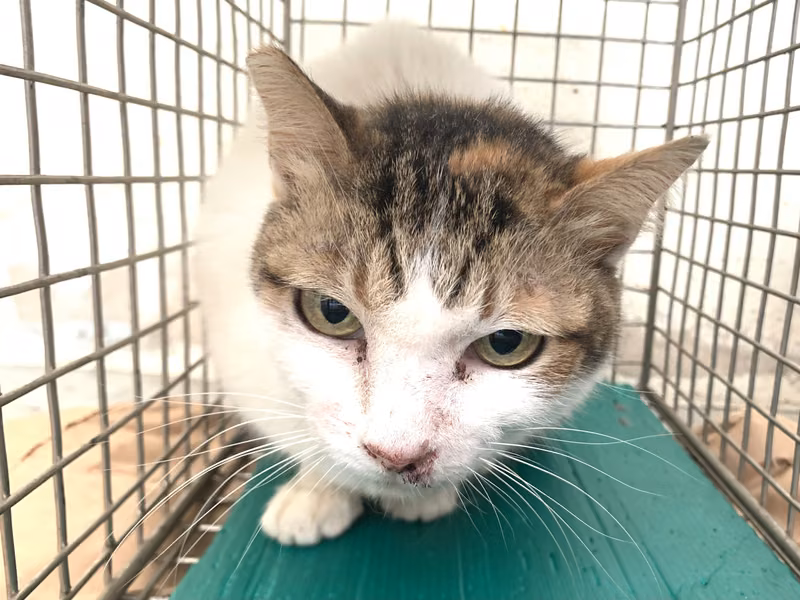 Calico adult female mixed-breed cat, Small, shelter no. …1401