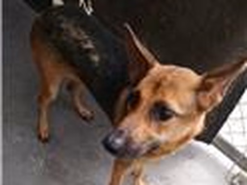 Brown adult female mixed-breed dog, Medium, shelter no. …4003