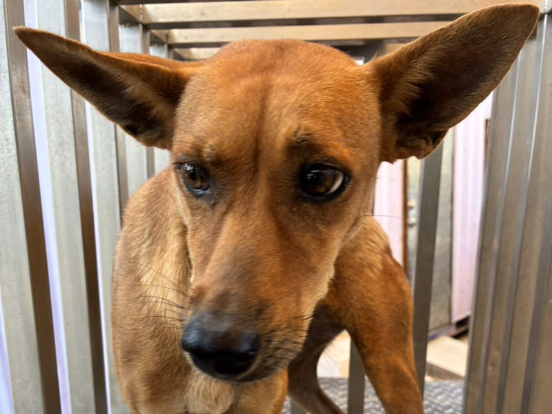 Tan adult female mixed-breed dog, Medium, shelter no. …7009