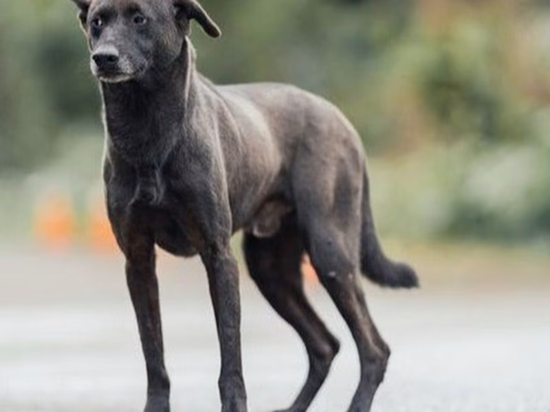 Black adult male mixed-breed dog, Medium, shelter no. …0203
