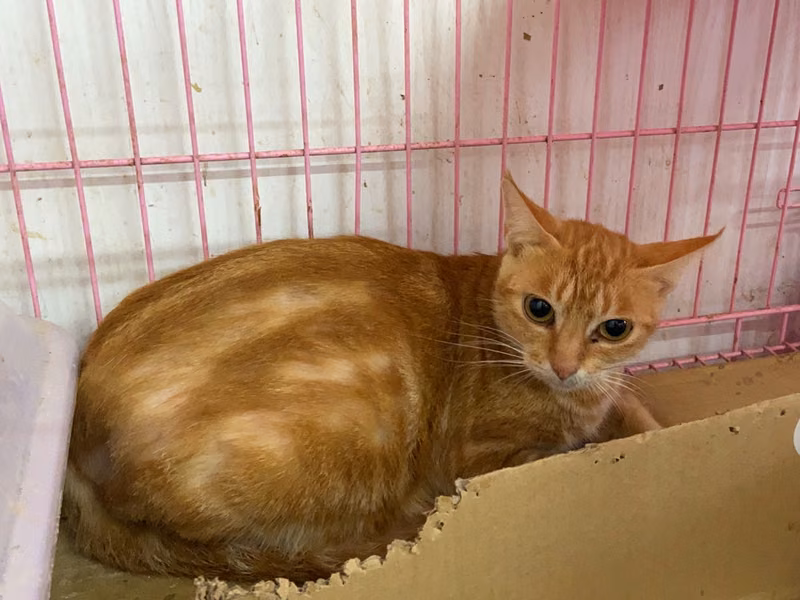 ミックス猫（メス・成猫・茶とトラ）、中型, 施設番号 …0312