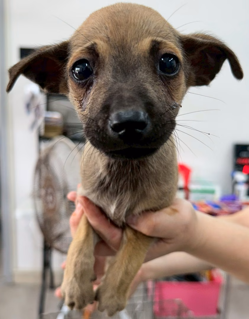 Brown young male mixed-breed dog, Medium, shelter no. …6004