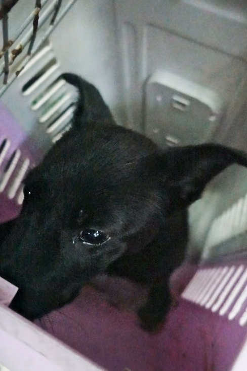 Black young female mixed-breed dog, Medium, shelter no. …0395
