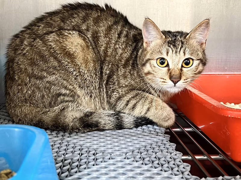ミックス猫（メス・成猫・黒とトラ）、中型, 施設番号 …2003