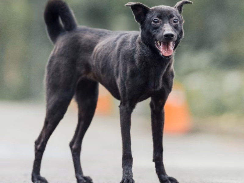 Black adult female mixed-breed dog, Medium, shelter no. …2006