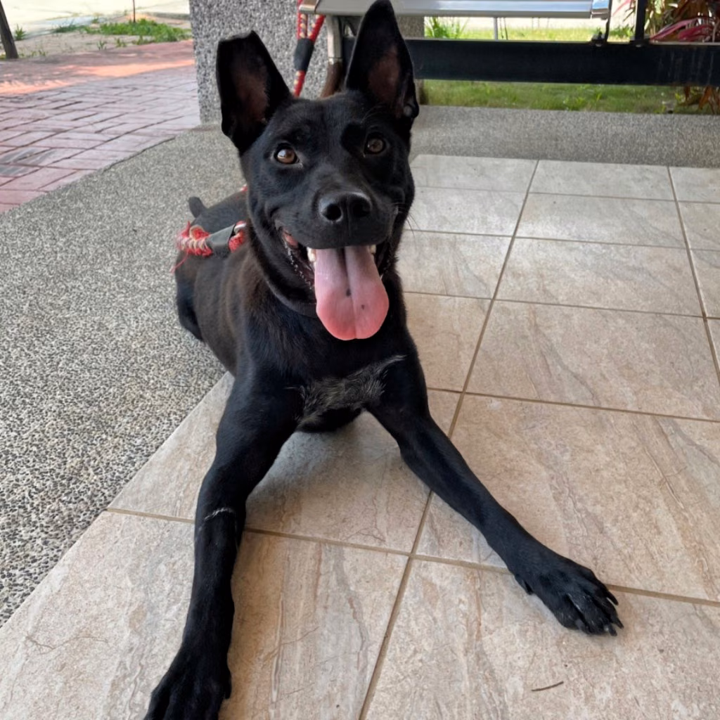 Black adult female mixed-breed dog, Large, shelter no. …4002