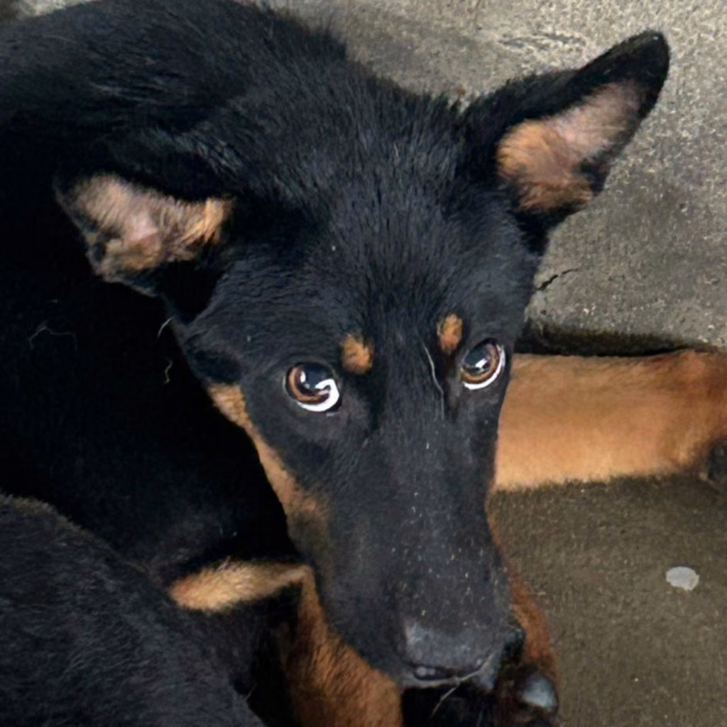 Black-and-tan adult male mixed-breed dog, Medium, shelter no. …8005