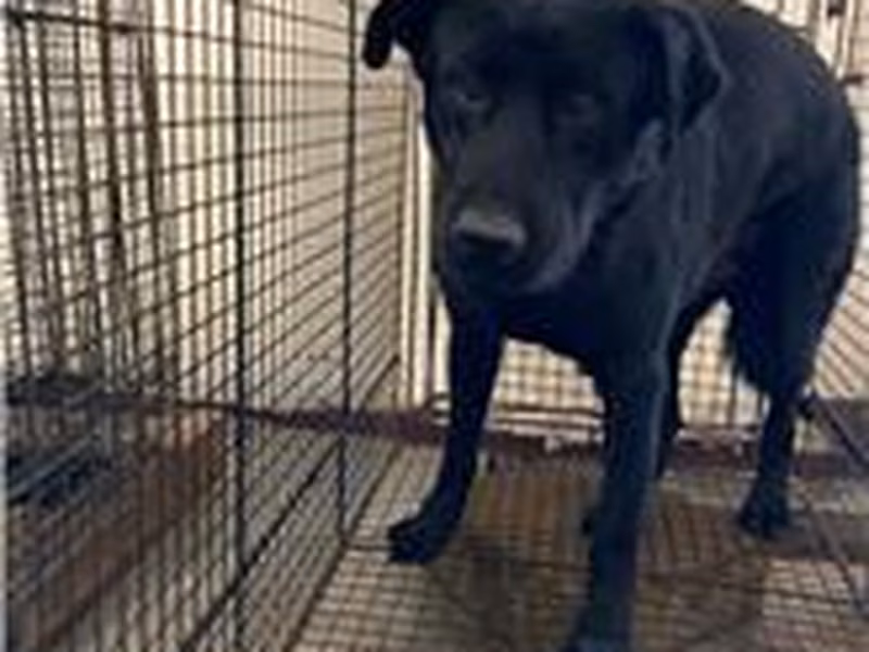 Black adult male mixed-breed dog, Medium, shelter no. …0003