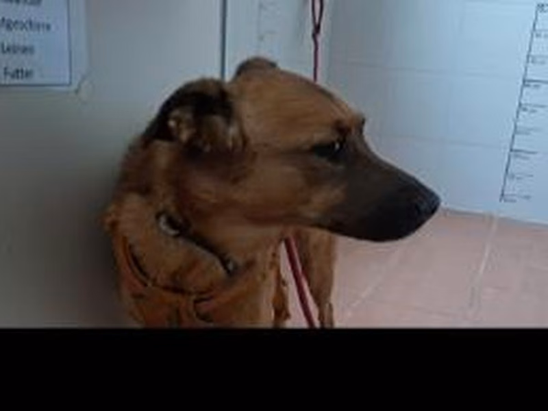 Brown adult male Schäferhund, shelter no. …4424